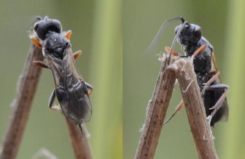 Ascogaster sp.